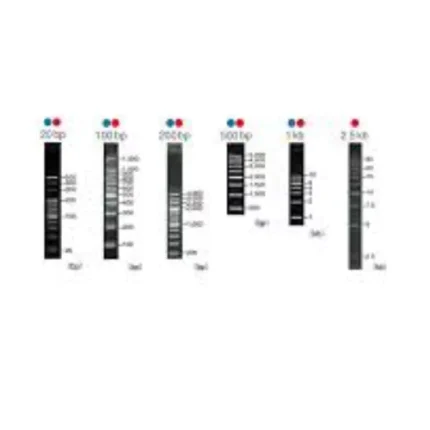 6X Loading Buffer