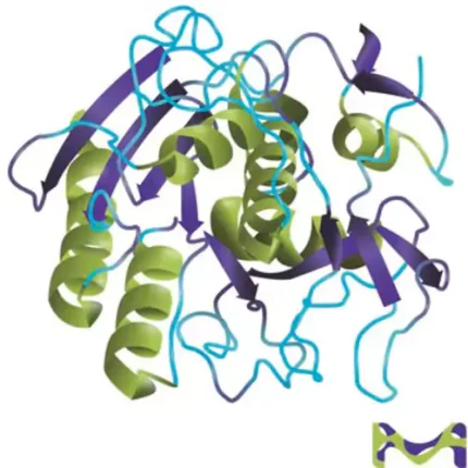 Proteinase K Solution