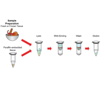 Plant RNA Isolation kit