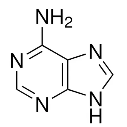 Adenine For Biochemistry